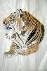 gallery/Members_Paintings/Beryl_Brown/_thb_tigerberylbrown.jpg