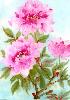 gallery/Members_Paintings/Brian_Williams/_thb_peonybw.jpg