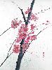 gallery/Members_Paintings/Charles_Mellor/_thb_Plum_Blossom_Charles_Mellor.jpg