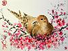 gallery/Members_Paintings/Gwendolynn_Heley/_thb_Mourning%20Dove%20%26%20Plum%20Blossomaa.jpg