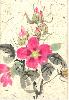 gallery/Members_Paintings/Howard_Asher/_thb_hibiscus.jpg