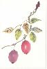 gallery/Members_Paintings/Howard_Asher/_thb_plums.jpg