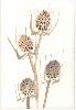 gallery/Members_Paintings/Howard_Asher/_thb_teasels.jpg