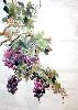 gallery/Members_Paintings/Ian-Davidson/_thb_grapesaa.jpg