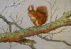 gallery/Members_Paintings/Jean_Beever/_thb_squirell_Jean_Beeveraa.jpg