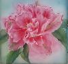 gallery/Members_Paintings/Maggie_Cross/_thb_Maggie%20tulipsaa.jpg