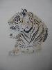 gallery/Members_Paintings/Mary_Kilroy/_thb_Tiger_Mary_Kilroy.jpg