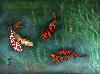 gallery/Members_Paintings/Richard_Sauve/_thb_Koi%20Study%201%20400px.jpg