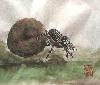 gallery/Members_Paintings/Sarah_Frost/_thb_22%20Dung%20Beetle.jpg