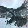 gallery/Members_Paintings/Sarah_Frost/_thb_31%20Eagle.jpg