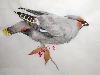 gallery/Members_Paintings/Sue_Zajaczkowska/_thb_waxwingchinesbrushsuezsemisizedxuan600.jpg