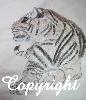 gallery/Members_Paintings/Wai_King_Jeffcoat/_thb_Tigerwsikingaa_001.jpg